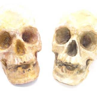 Two 19th Century Plaster Cast Skulls